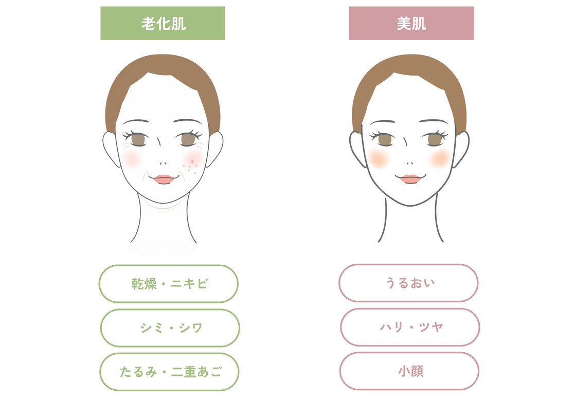老化肌と美肌を比べた図